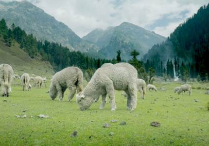 Amritsar to Srinagar, Gulmarg, Pahalgam & Sonmarg Tour